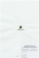 藏品(球枝藻)的圖片